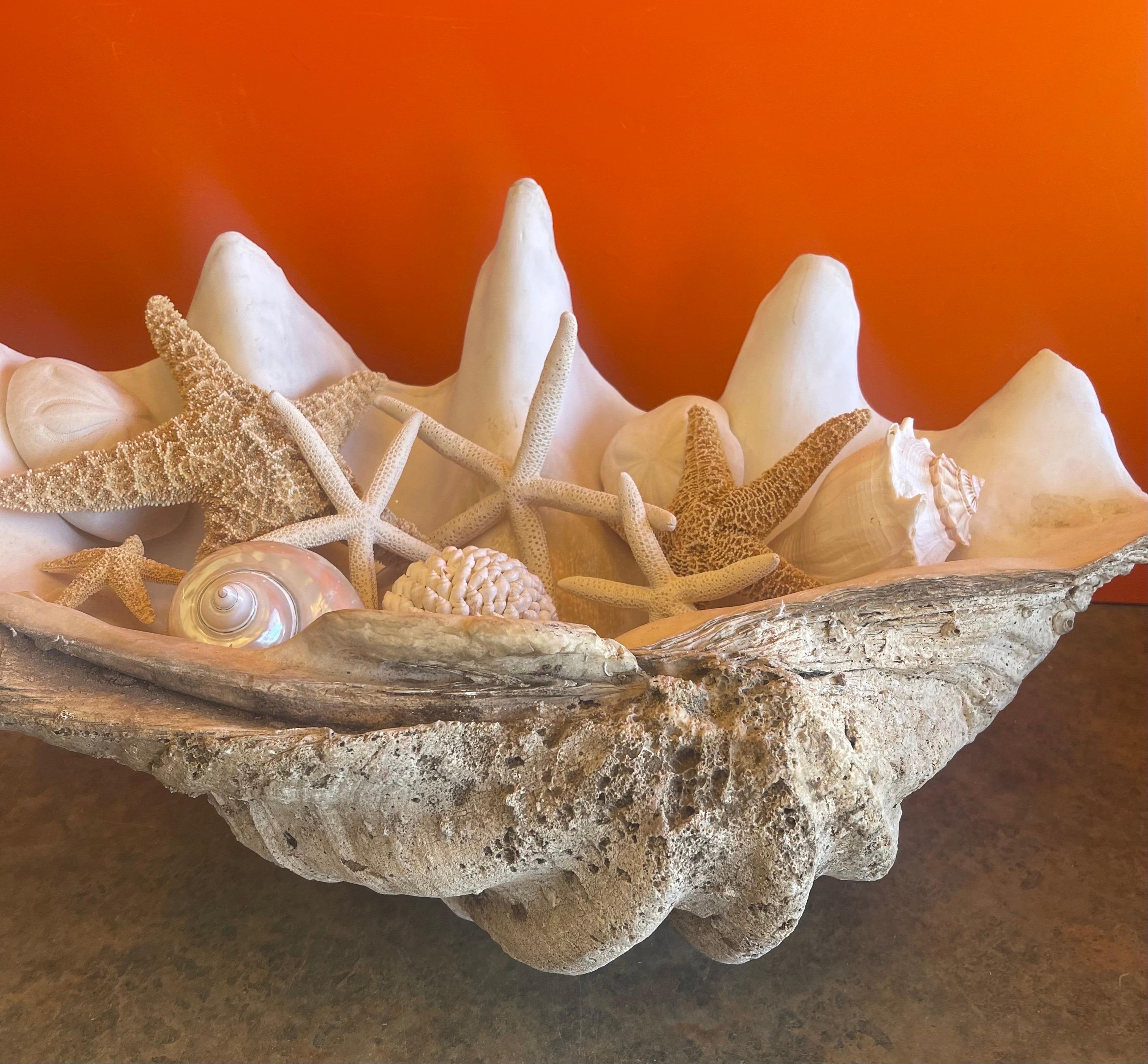 Massive Sculptural Giant South Pacific Clam Shell with Shells and Starfish In Good Condition In San Diego, CA