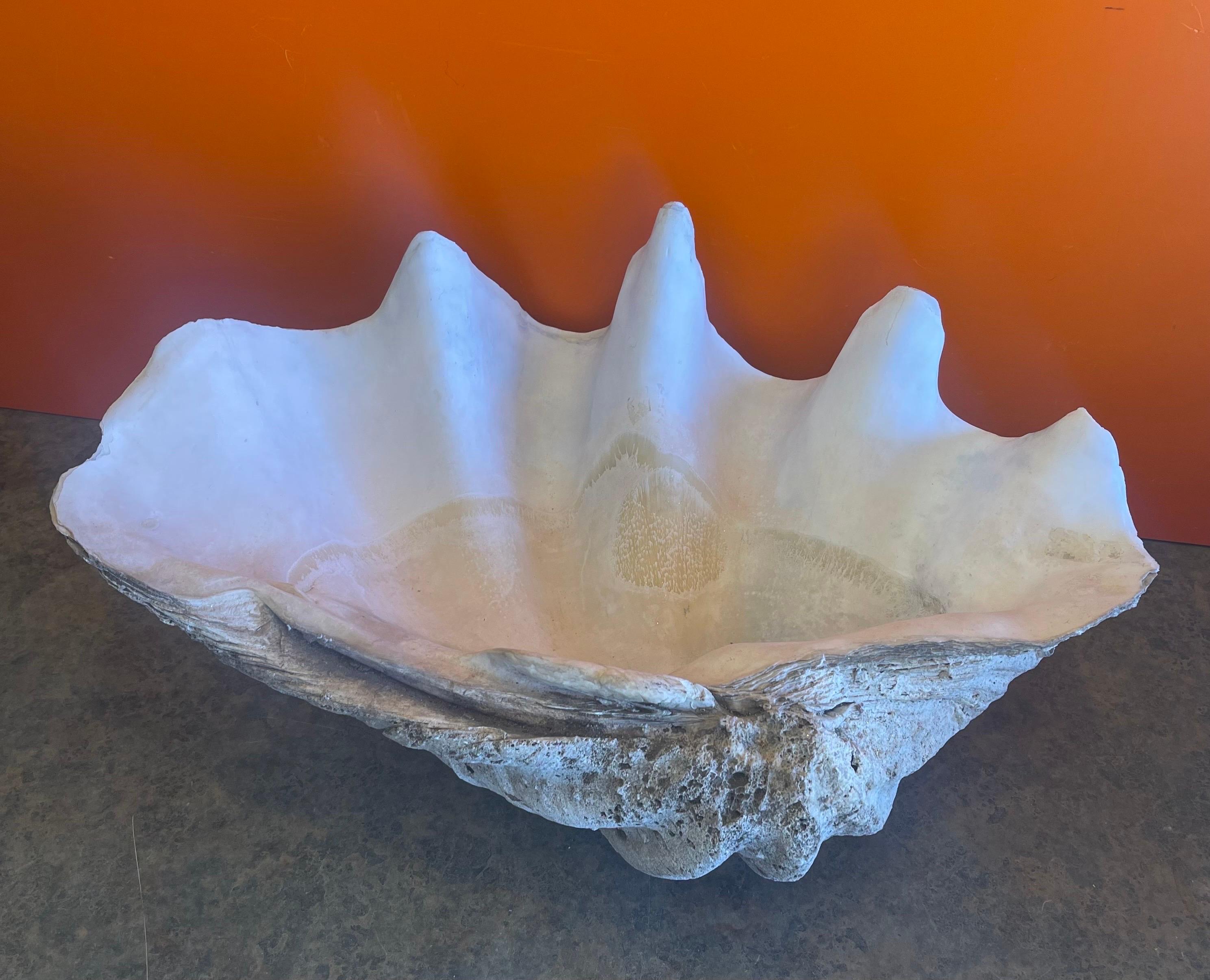 20th Century Massive Sculptural Giant South Pacific Clam Shell with Shells and Starfish