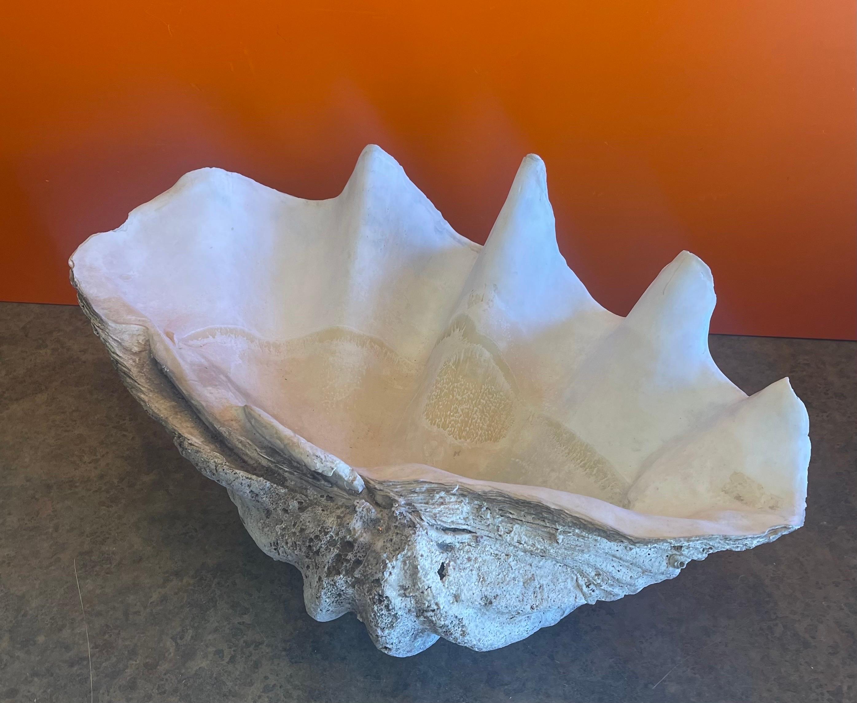 Massive Sculptural Giant South Pacific Clam Shell with Shells and Starfish 1