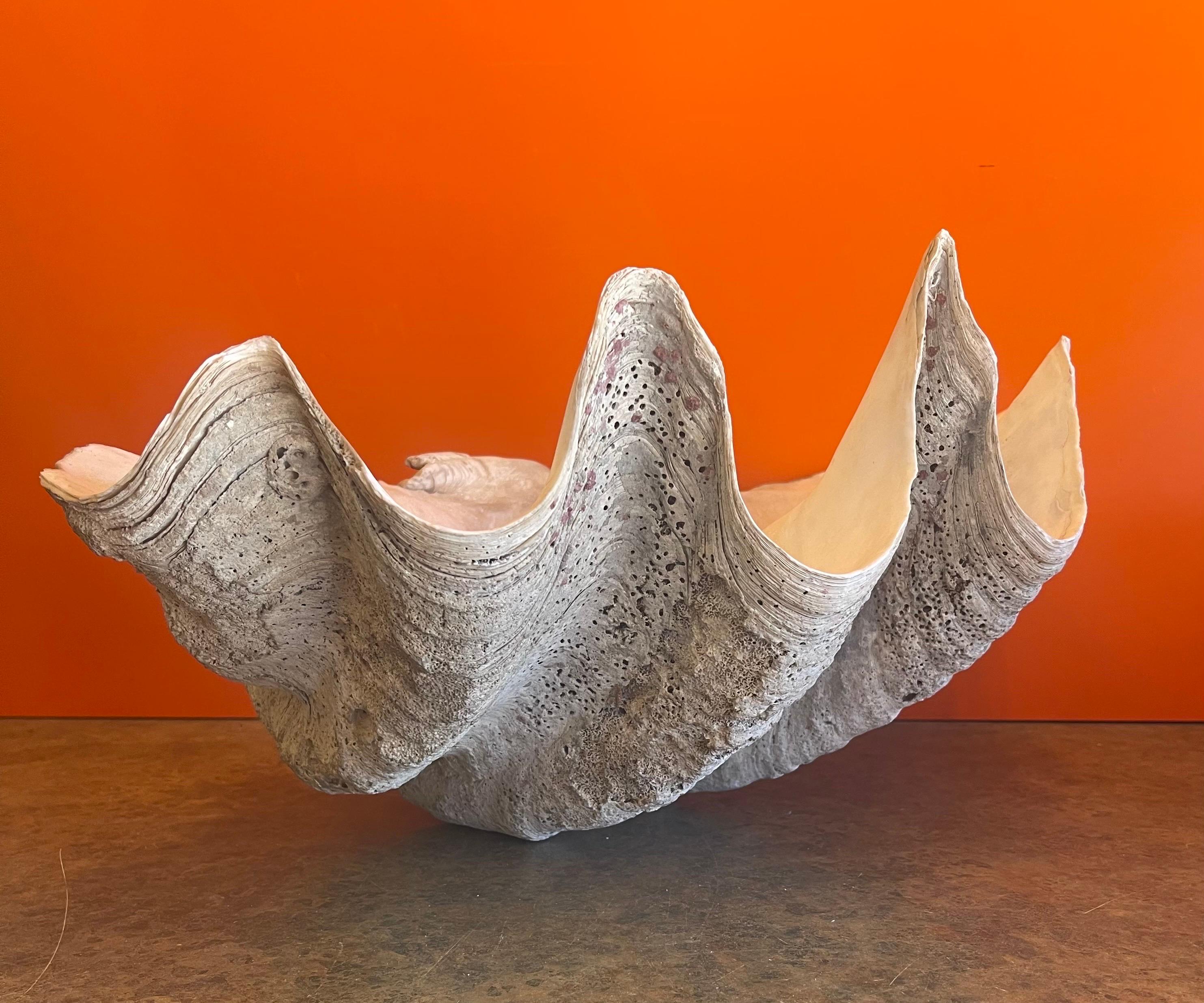 Massive Sculptural Giant South Pacific Clam Shell with Shells and Starfish 2