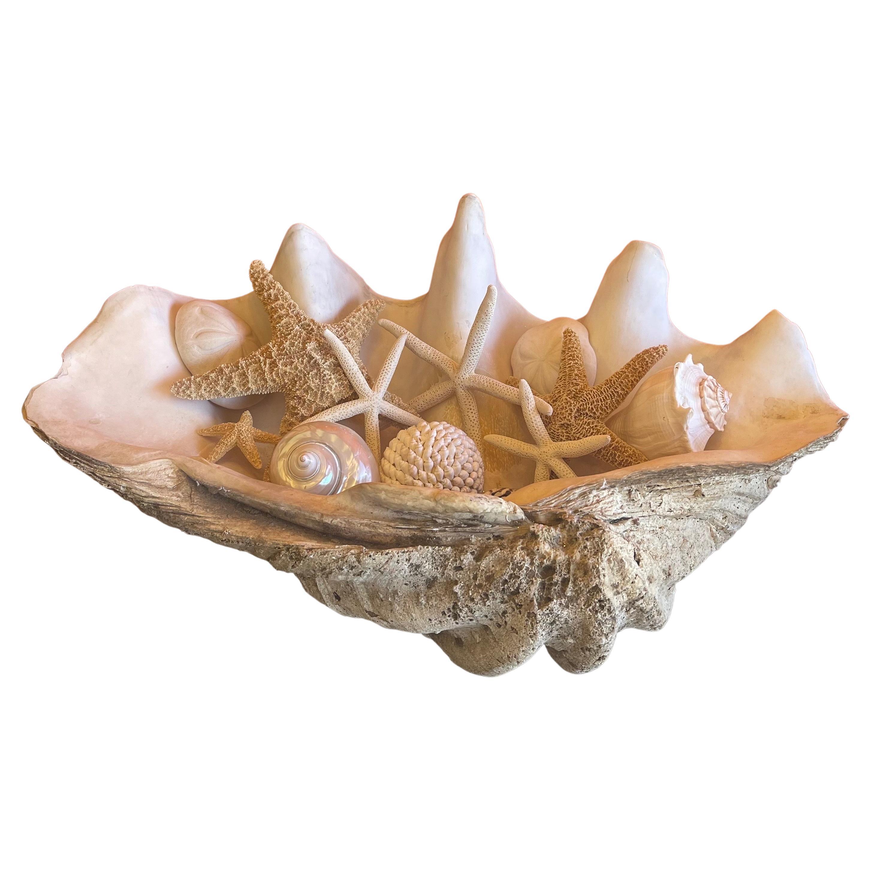 Massive Sculptural Giant South Pacific Clam Shell with Shells and Starfish