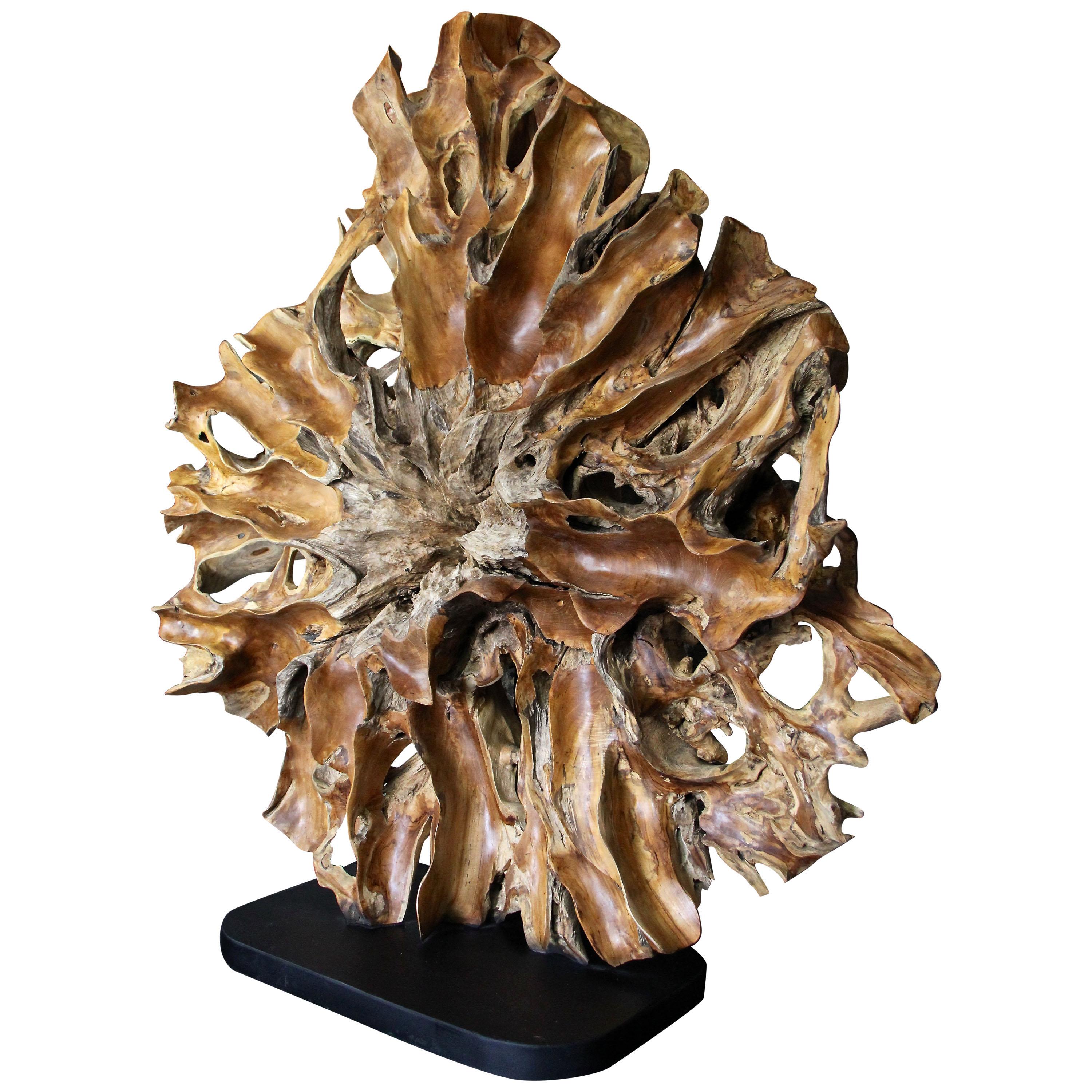 Massive Organic Teak Root Sculpture "The Sun" on Black Metal Base