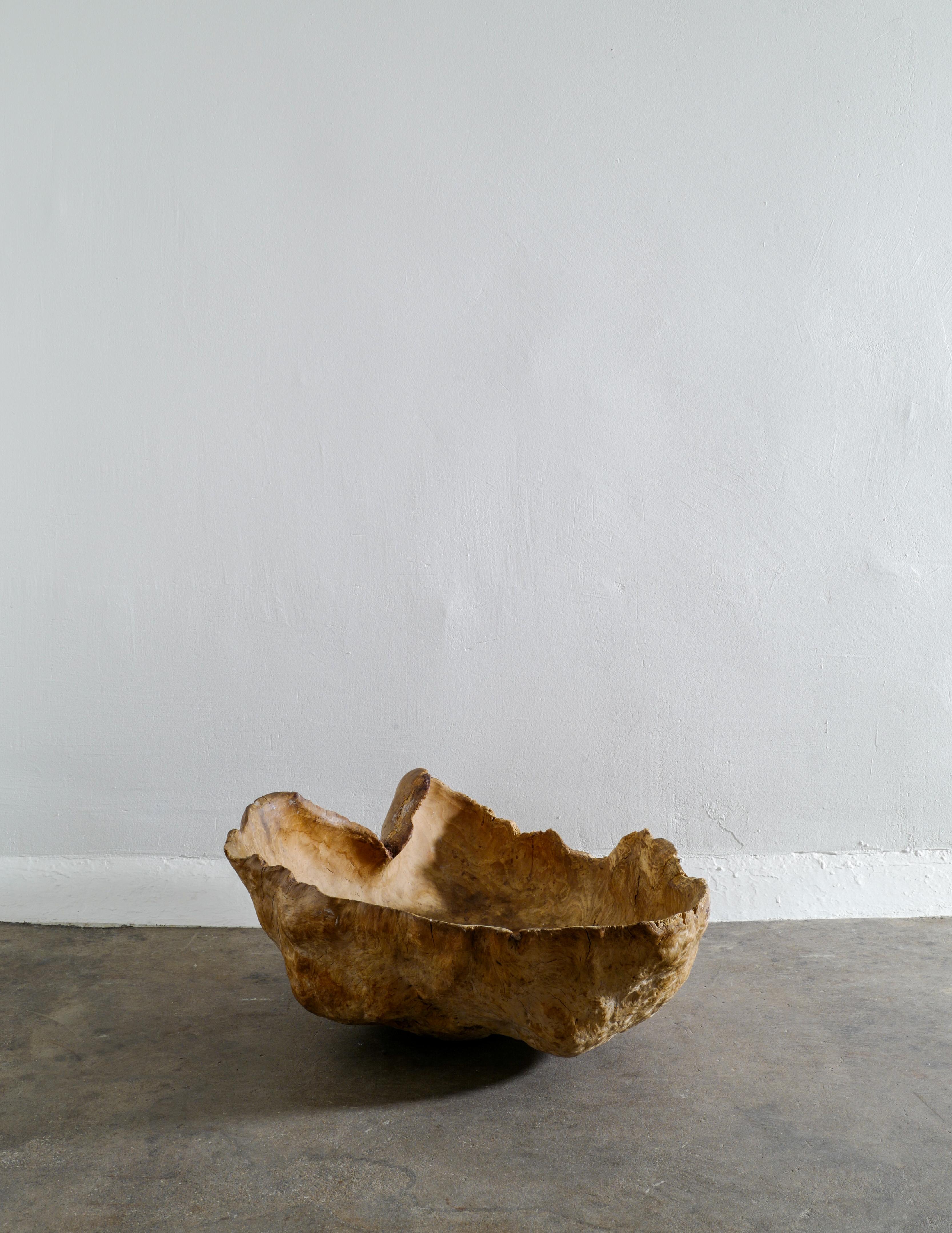 Swedish Massive Wabi Sabi Primitive Root Bowl in Birch Produced in Sweden Early 1900s