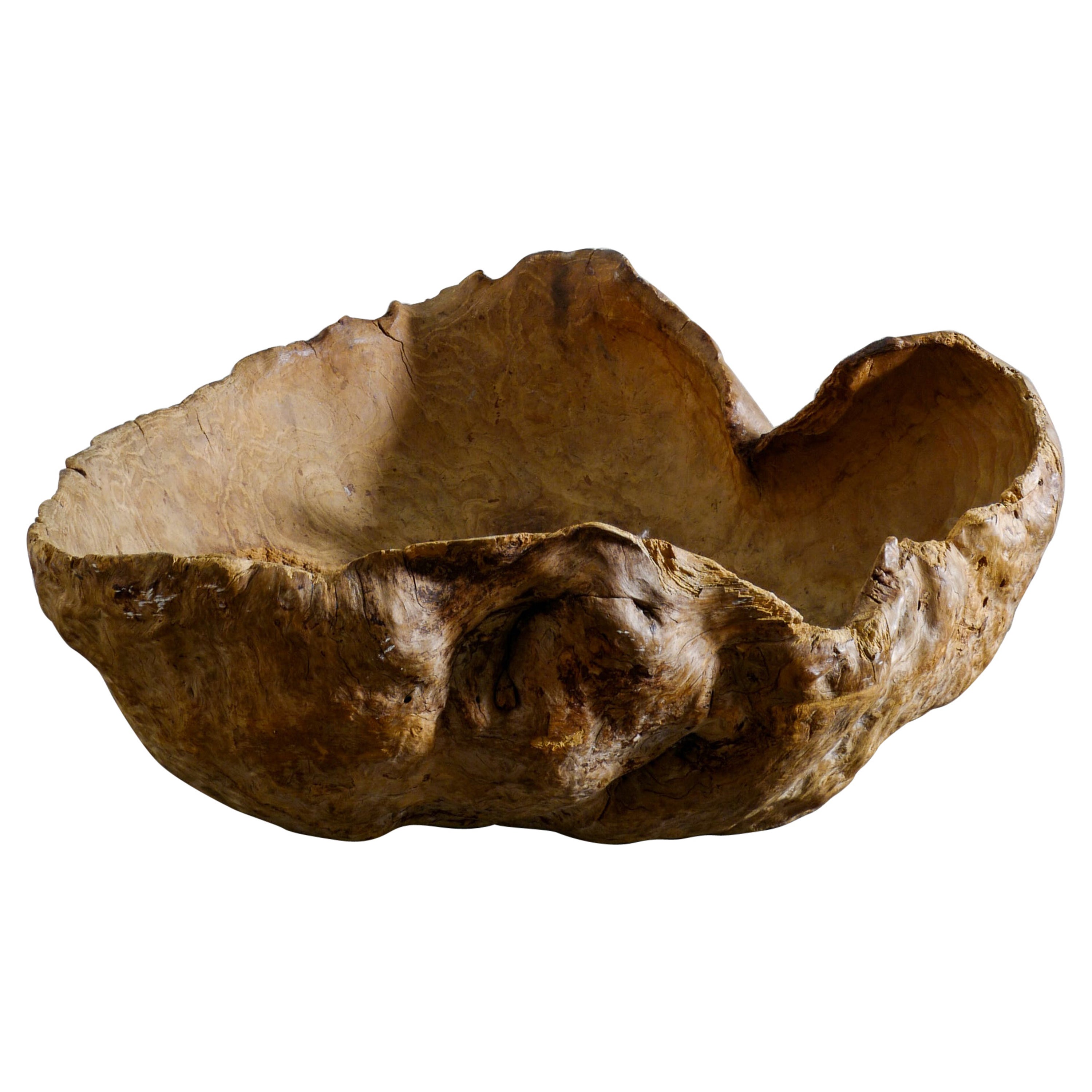 Massive Wabi Sabi Primitive Root Bowl in Birch Produced in Sweden Early 1900s