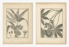 Mastbaum und fingerblättriger Cavalam, Paar antiker Teller, 1806