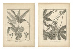 Mastbaum und fingerblättriger Cavalam, Paar antiker Teller, 1806