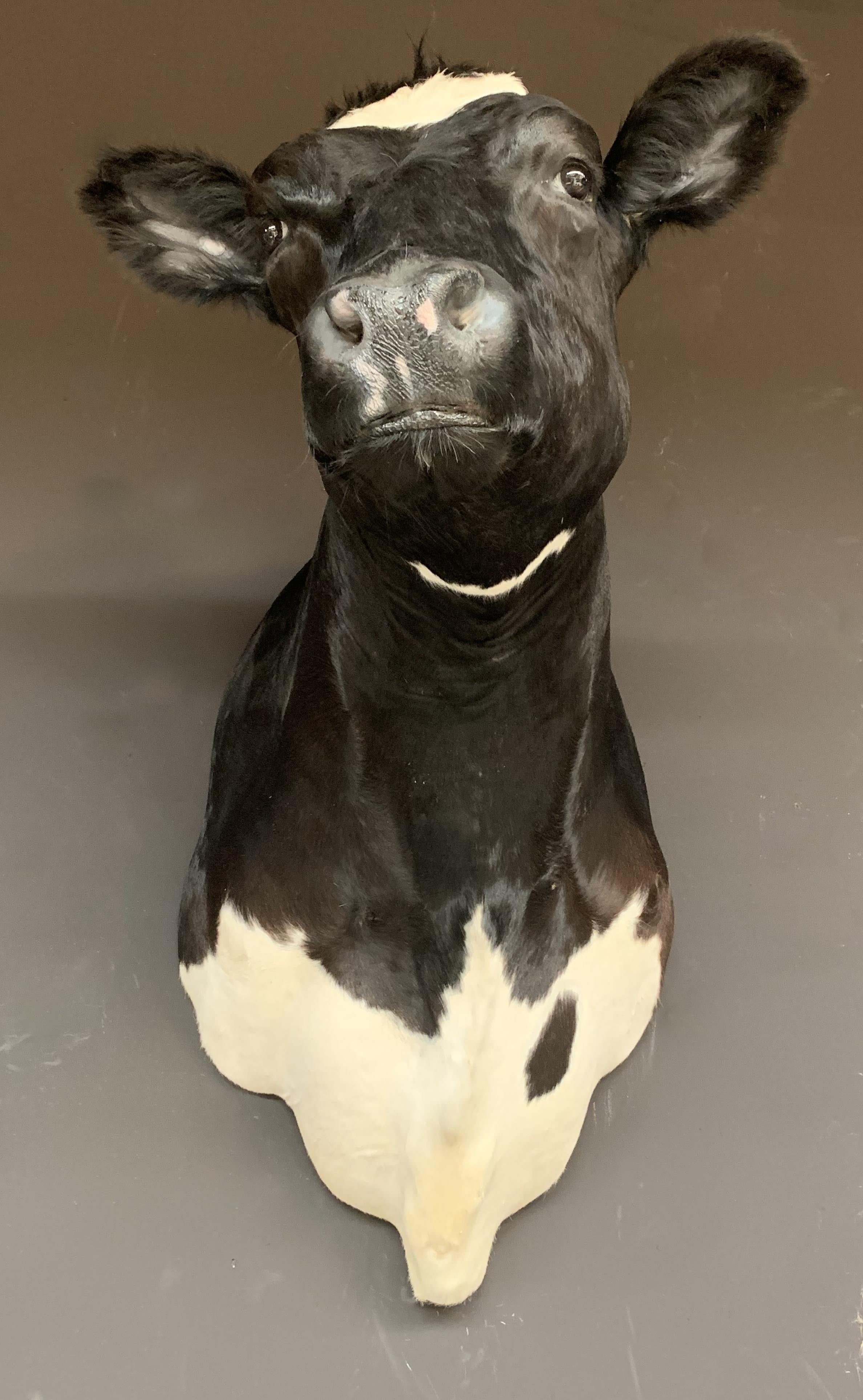 Exclusive taxidermy cow head. The breed is a Holstein Frisian.
The head is made very lifelike and is of a very high quality. A real masterpiece of taxidermy.