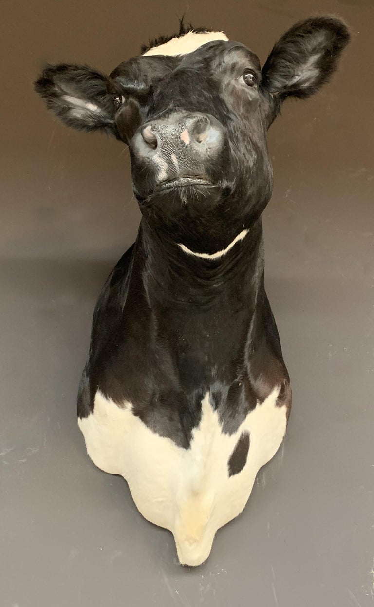 Master Piece of Taxidermy Cow Head at 1stDibs