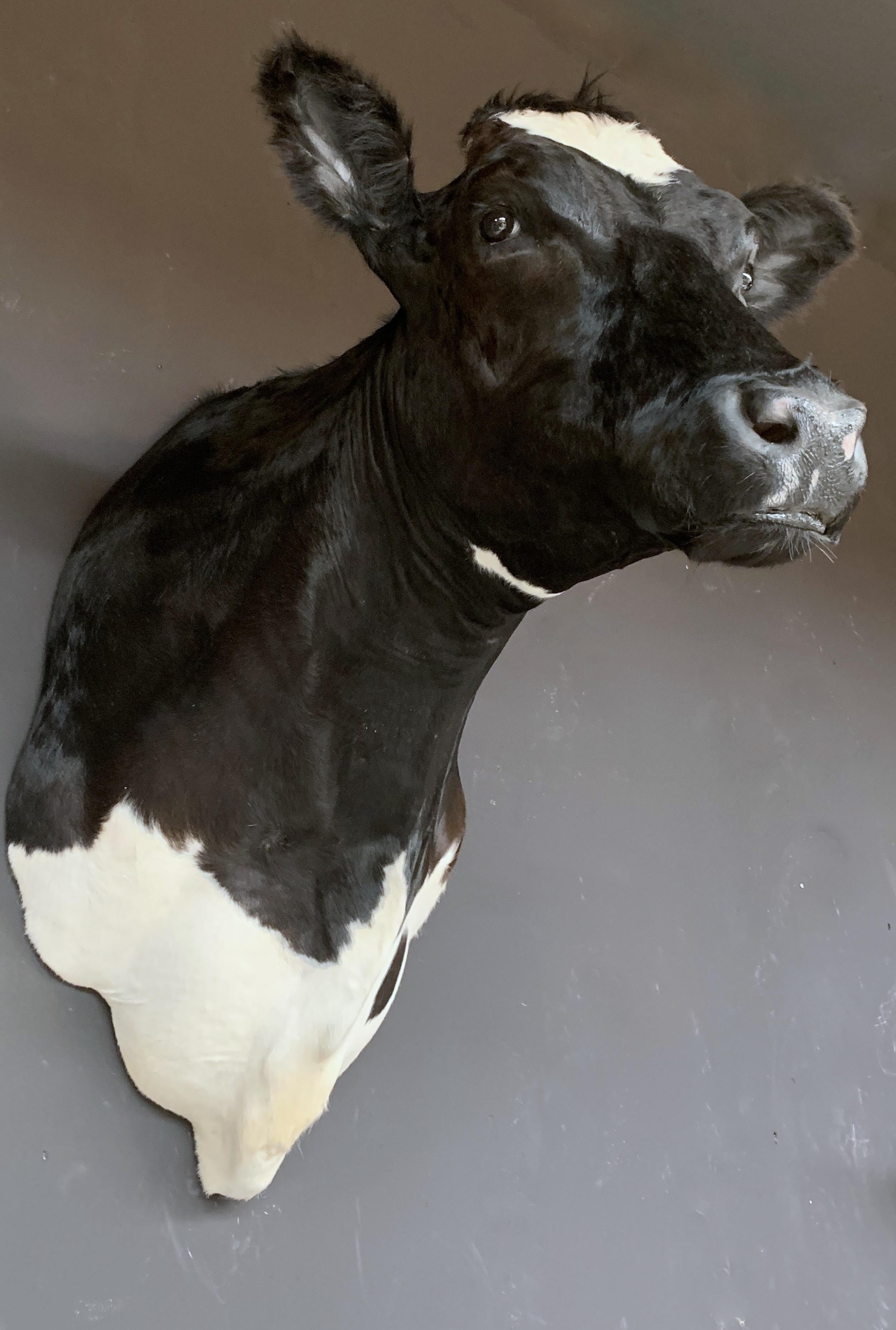 cow head taxidermy