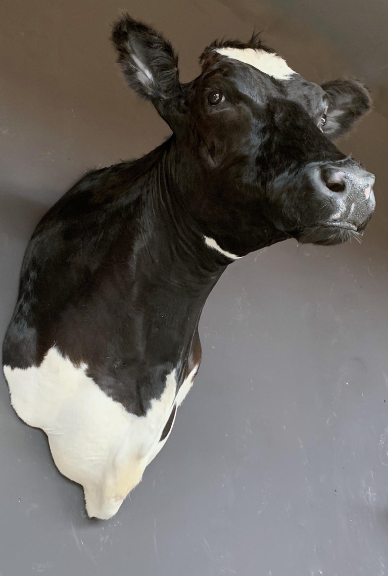Master Piece of Taxidermy Cow Head at 1stDibs