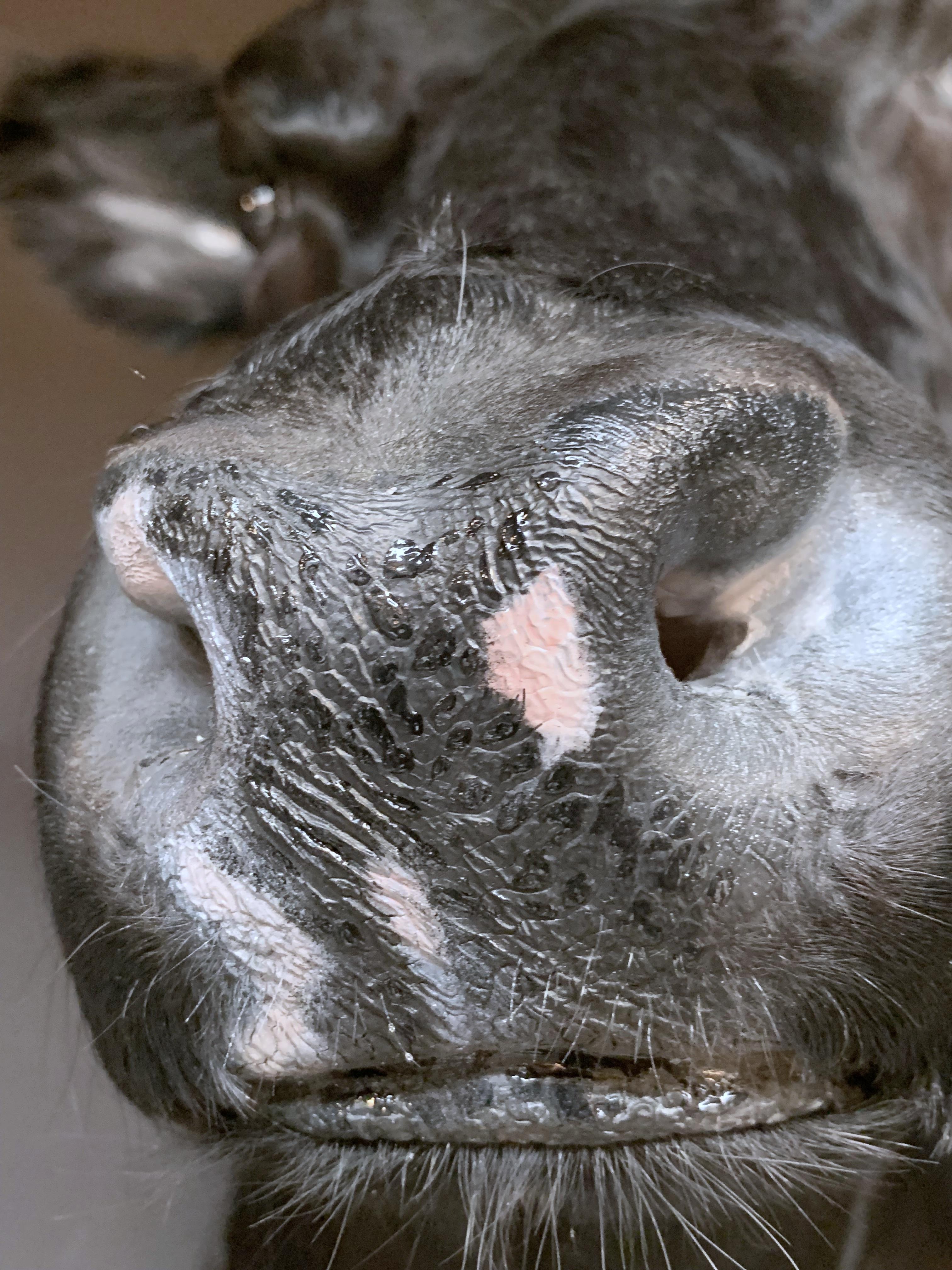 stuffed cow head