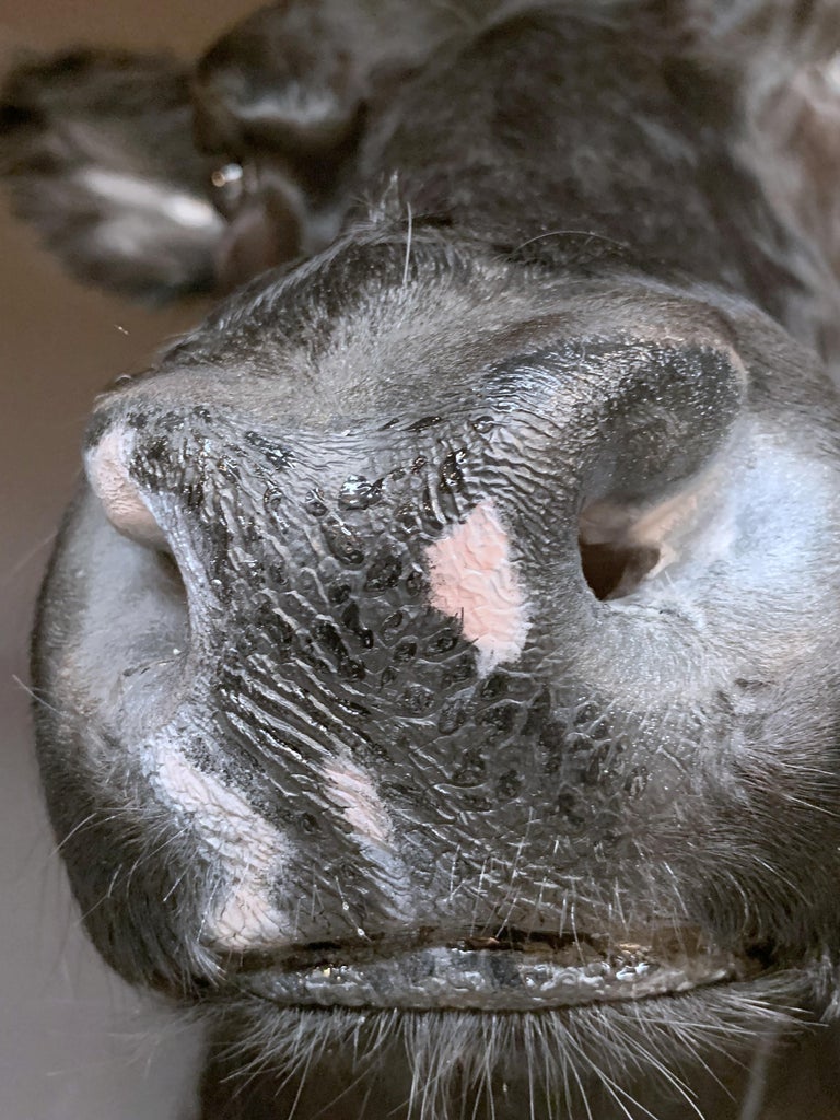 Master Piece of Taxidermy Cow Head at 1stDibs