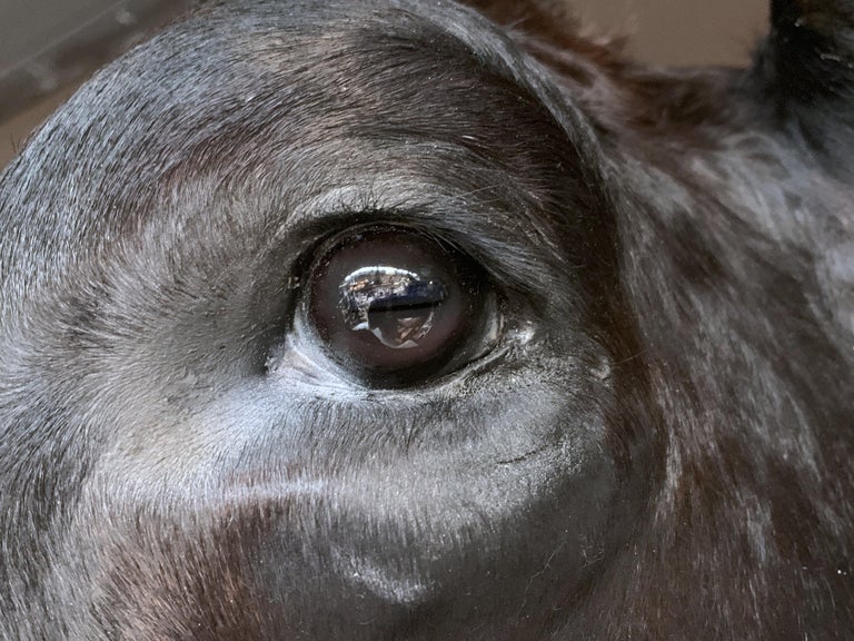 Master Piece of Taxidermy Cow Head at 1stDibs