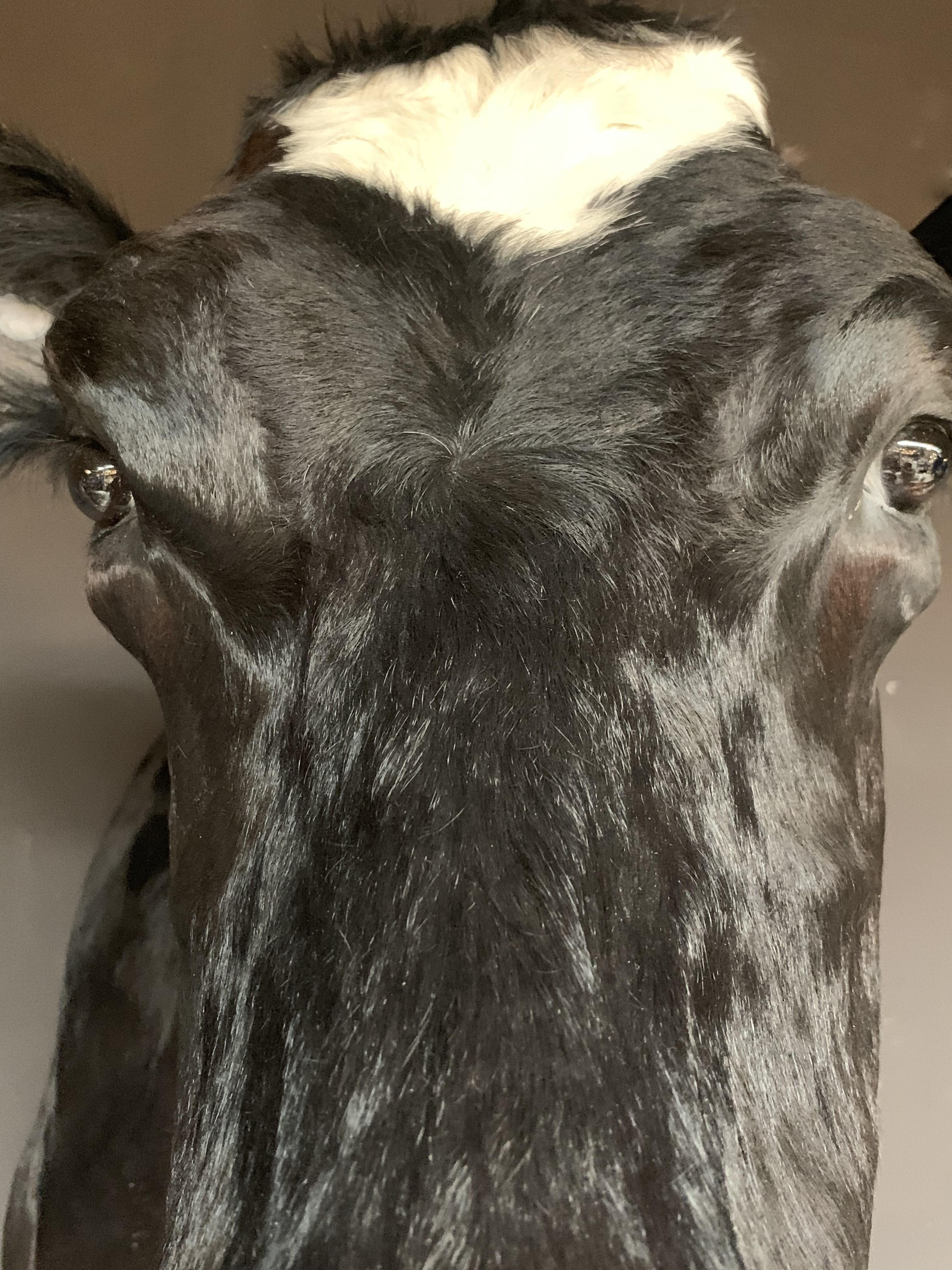 Dutch Master Piece of Taxidermy Cow Head