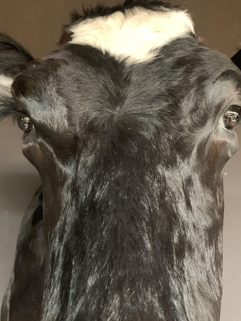Master Piece of Taxidermy Cow Head at 1stDibs