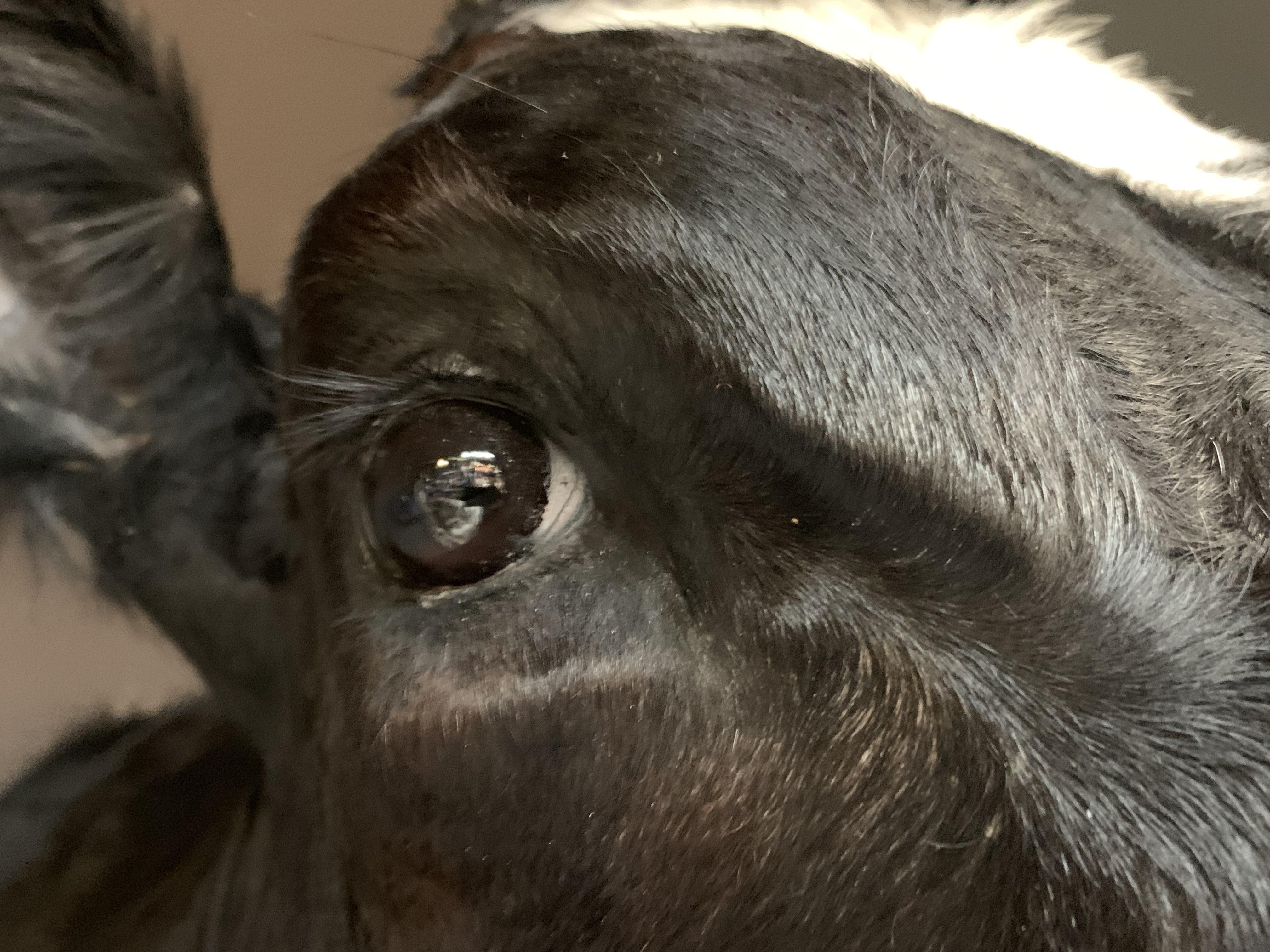 Master Piece of Taxidermy Cow Head In Excellent Condition In Eindhoven, NL