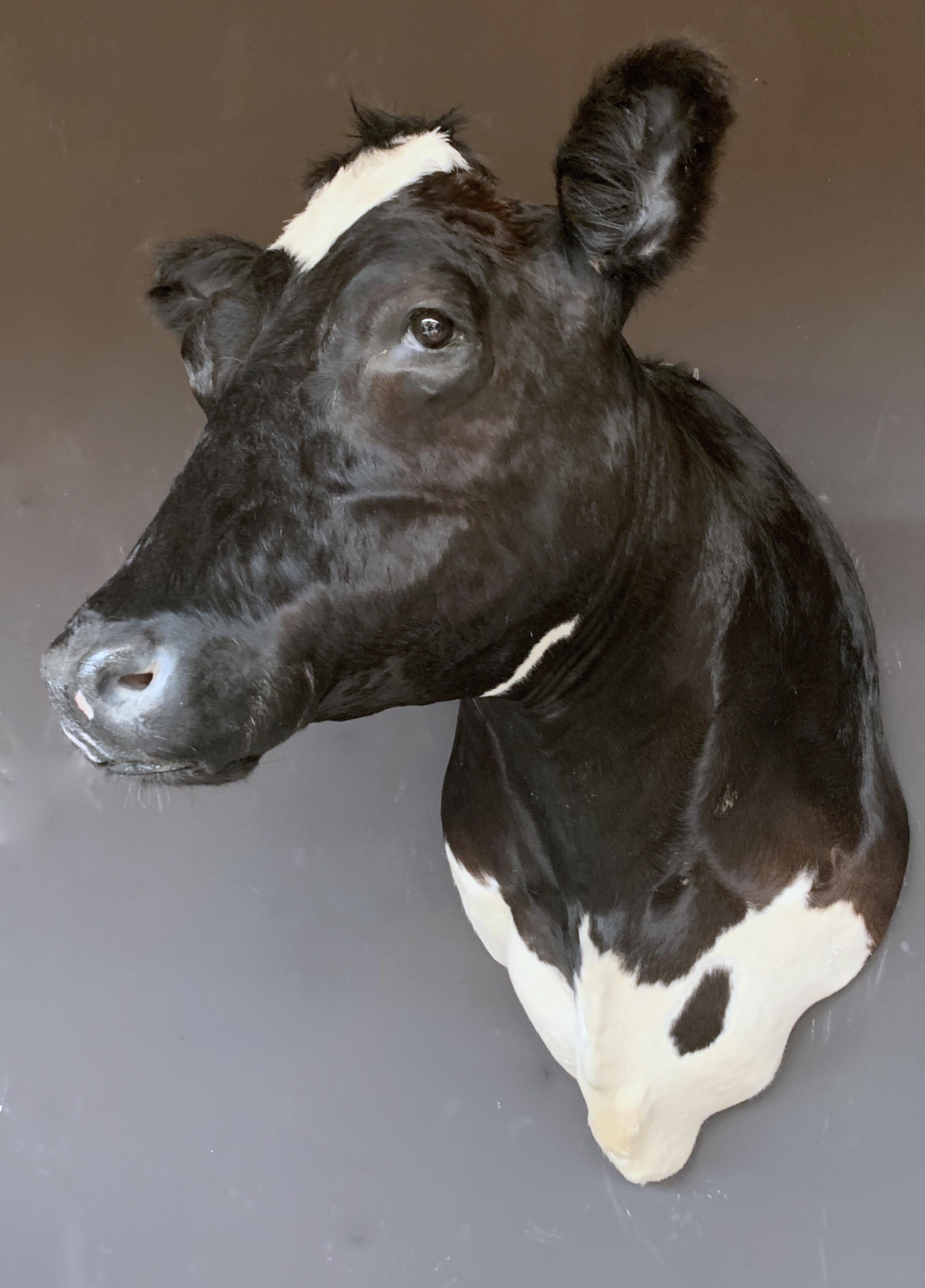Contemporary Master Piece of Taxidermy Cow Head