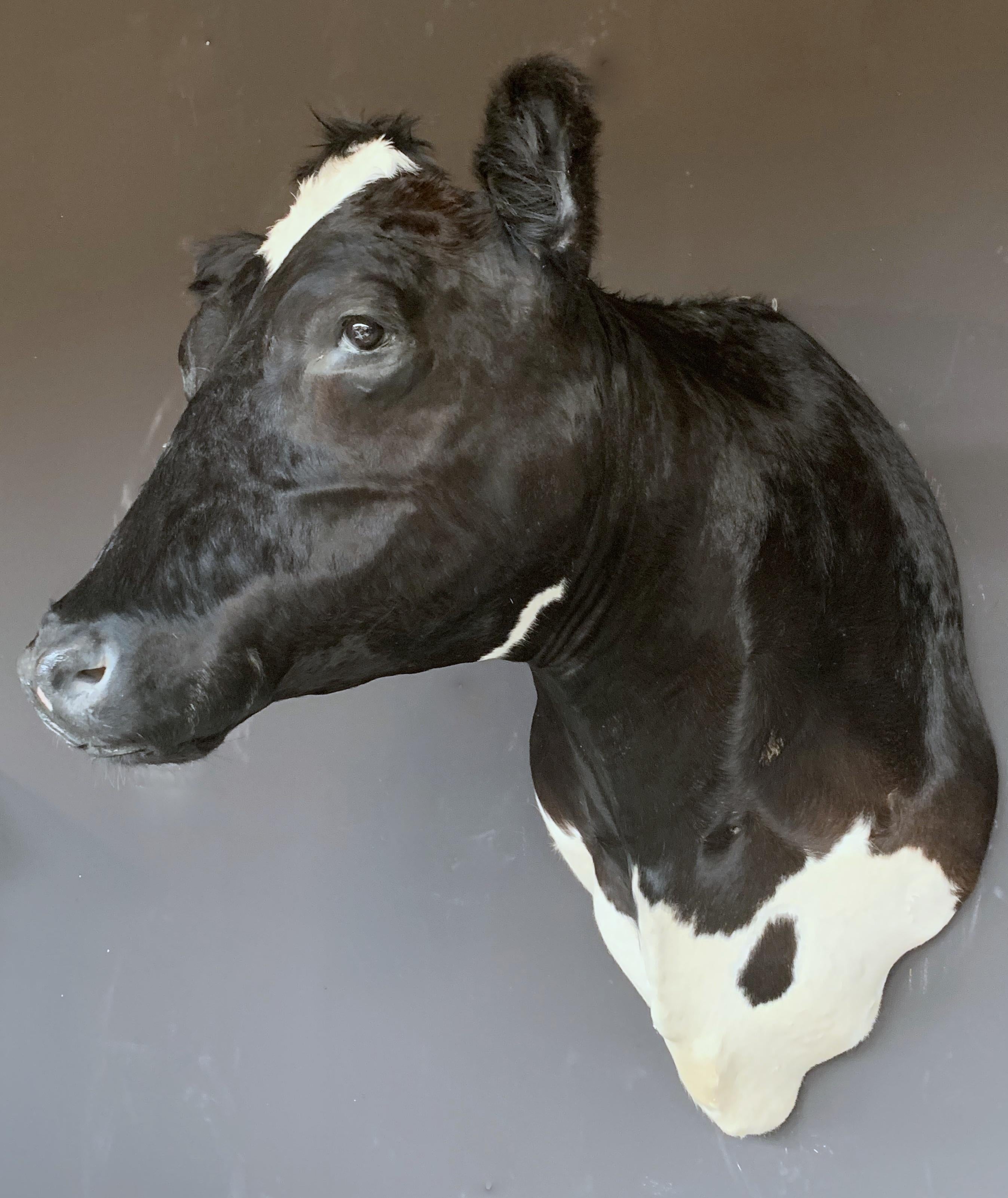 Animal Skin Master Piece of Taxidermy Cow Head
