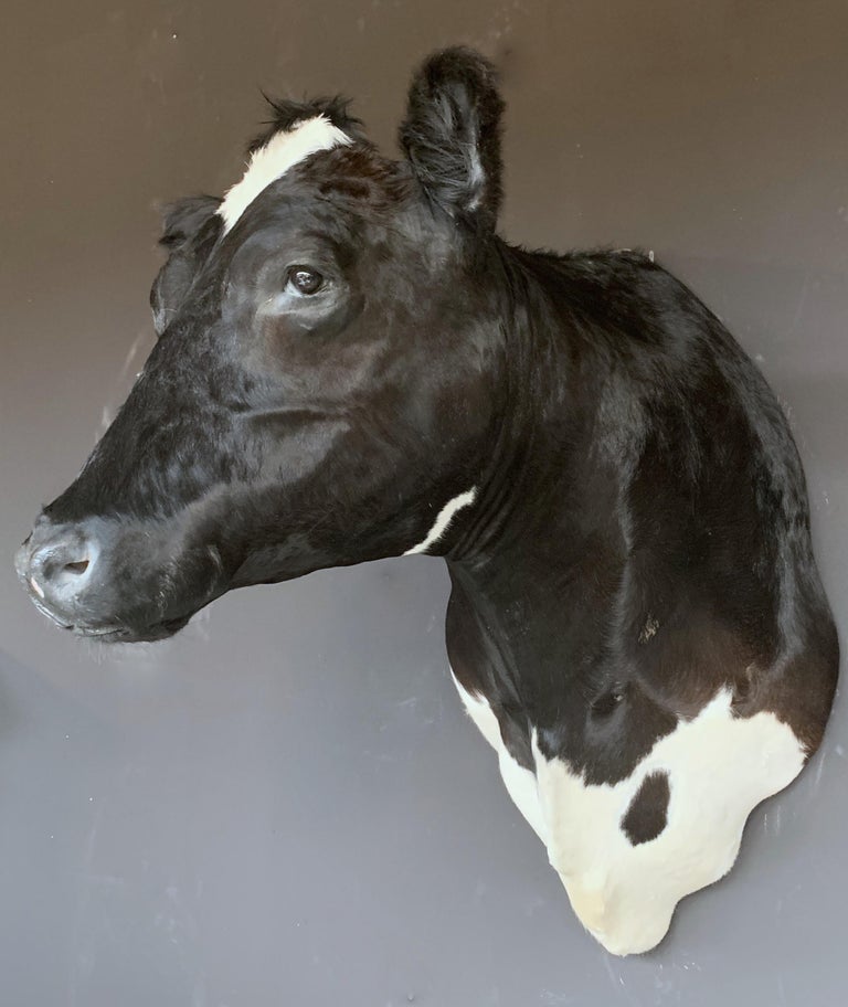 Master Piece of Taxidermy Cow Head at 1stDibs cow head mount, mounted