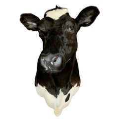 Master Piece of Taxidermy Cow Head