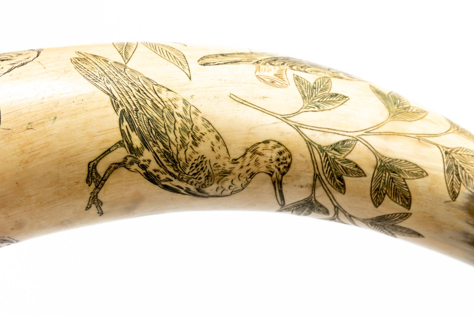 Matched 19th Century Cow Horn Scrimshaw 4