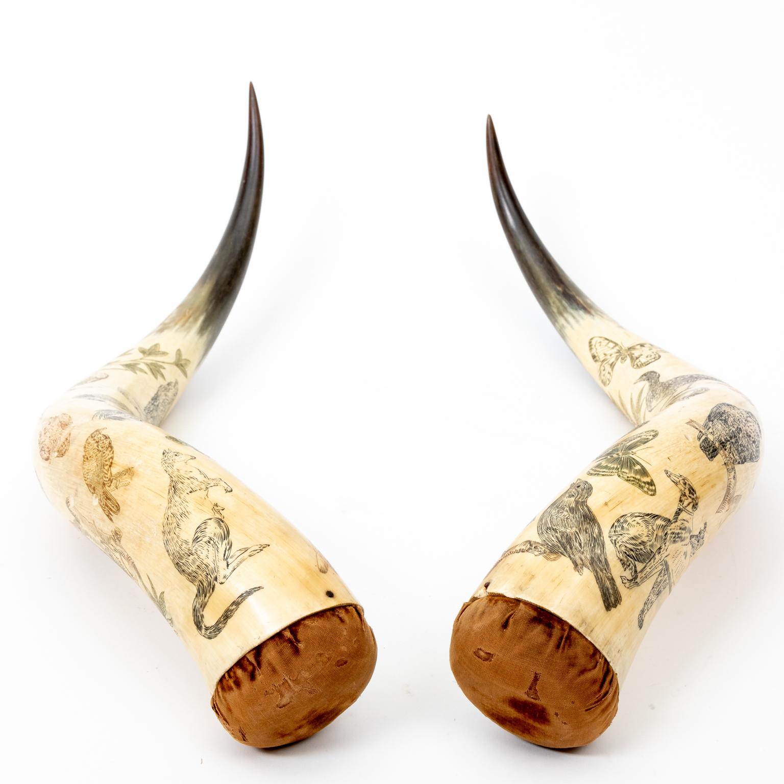 Circa 19th century matched pair of cow horn scrimshaws elaborately carved with motifs of birds, butterflies, animals, and period female figures. Made in the United States. Please note of wear consistent with age.