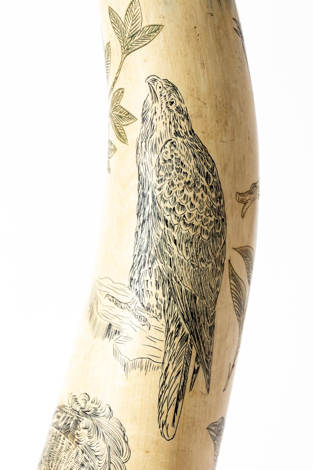 Matched 19th Century Cow Horn Scrimshaw 3