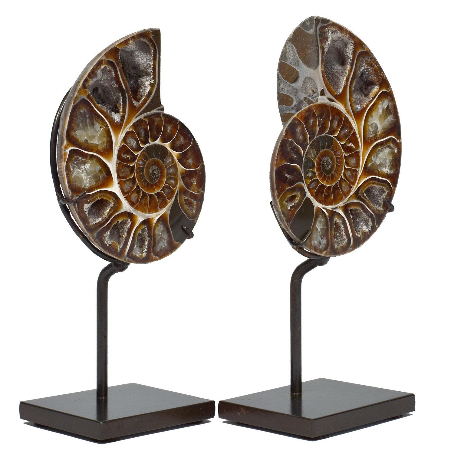 Matched Pair of Split Ammonite Fossil

This specimen is unusual as it had larger chambers than most other examples.  Possibly a less common species?  We hand pick each set, looking for minimal grey-matrix filled chambers.  The more chambers that are