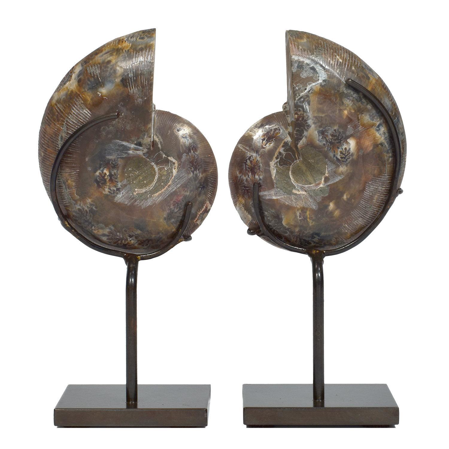 Other Matched Pair of Split Ammonite Fossil