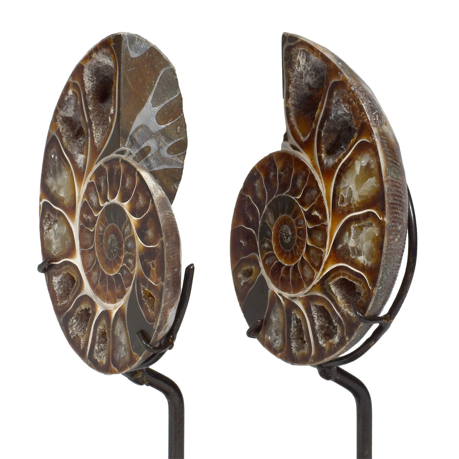 Moroccan Matched Pair of Split Ammonite Fossil