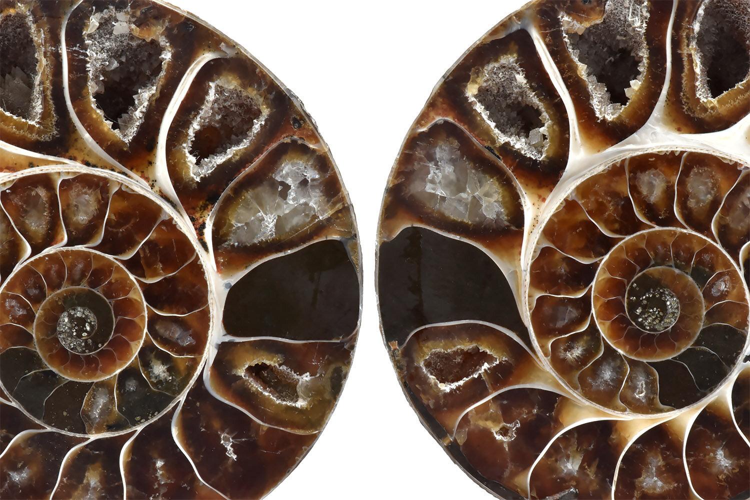 Matched Pair of Split Ammonite Fossil In Good Condition In Point Richmond, CA
