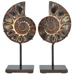 Matched Pair of Split Ammonite Fossil