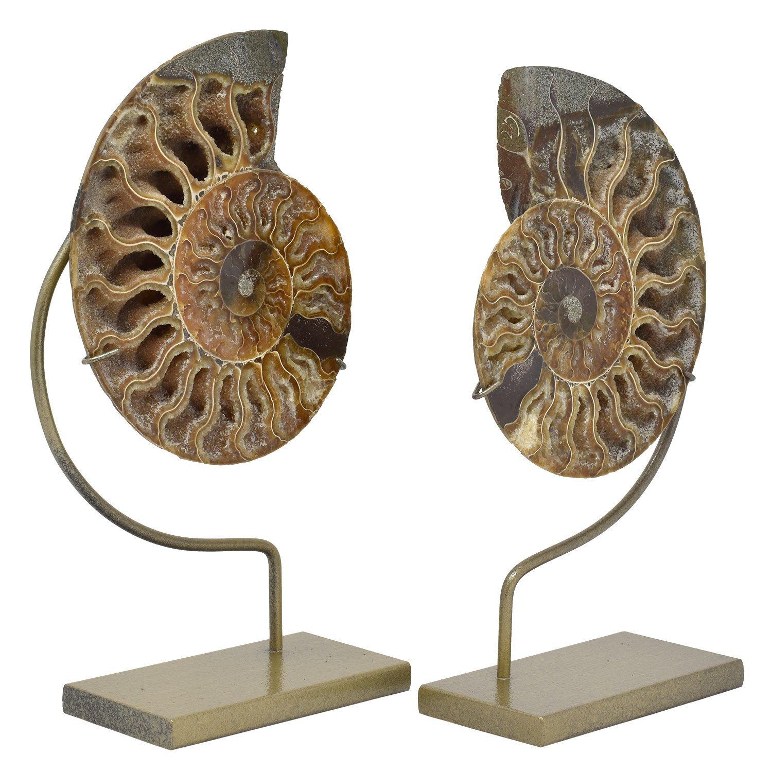 Matched Pair Split Ammonite fossil mineral specimens

Jurassic - Cretaceous Period, 200 - 145 million years old
Measures: 5 x 4.25 x 0.5 in. / 13 x 10 x 1.5 cm
Height on custom display stands: 8 in. / 20 cm

An excellent quality split ammonite