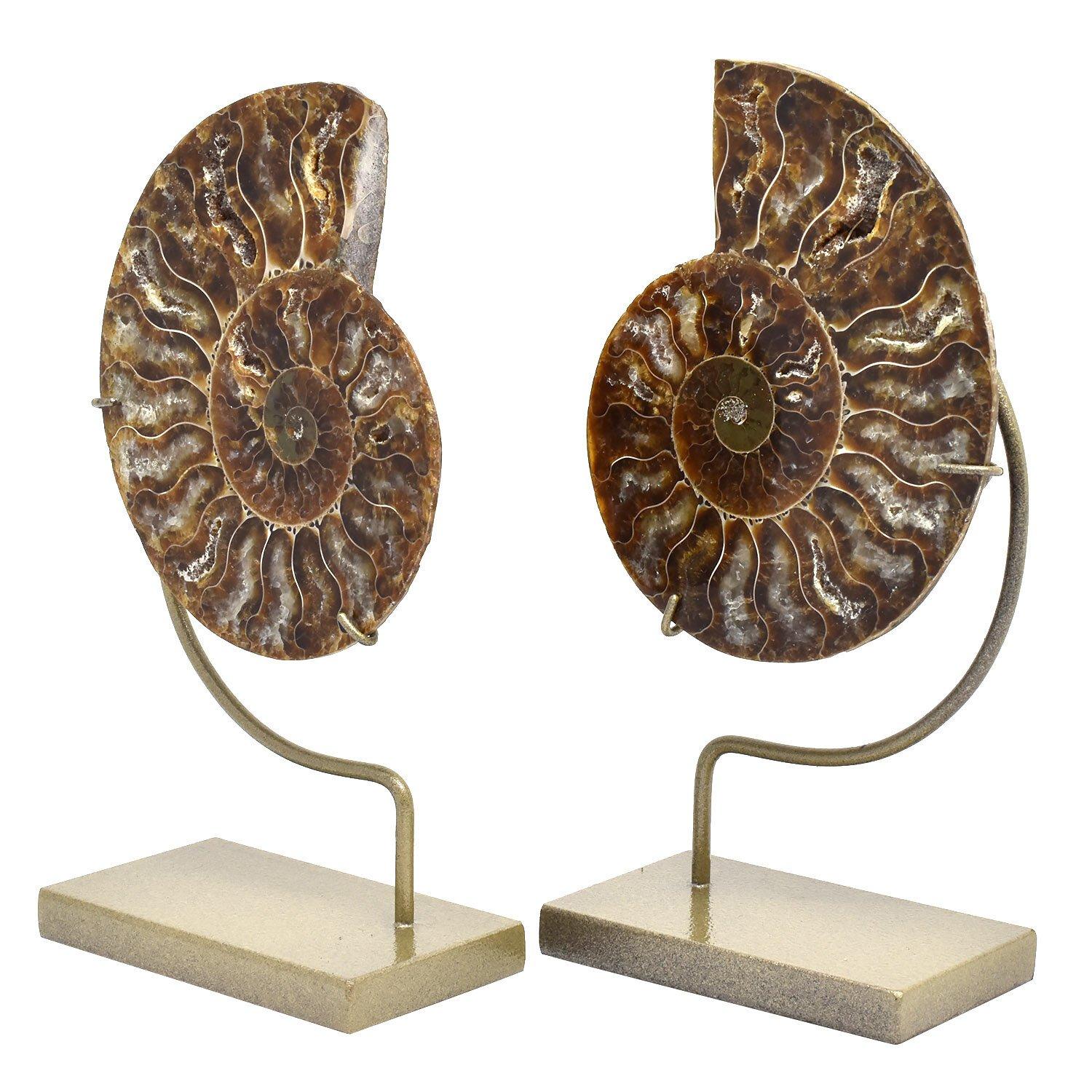 Matched Pair Split Ammonite fossil mineral specimens

Jurassic - Cretaceous Period, 200 - 145 million years old
Measures: 4 x 3.25 x 0.25 in. / 10 x 8 x 1 cm
Height on custom display stands: 6.25 in. / 16 cm

An excellent quality split