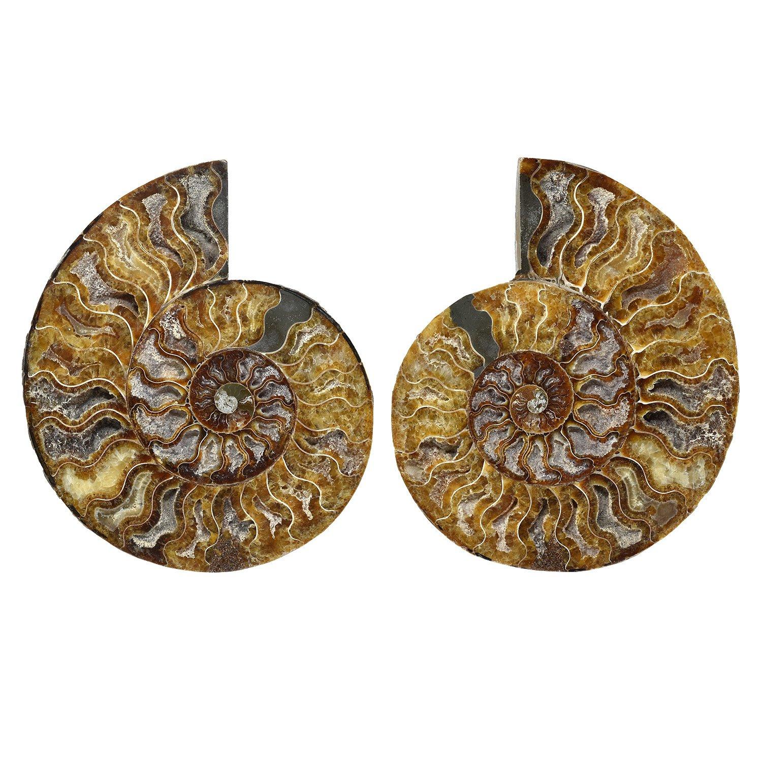 Other Large 8 Inch Ammonite Specimen Cut Polished and Mounted Fossil For Sale