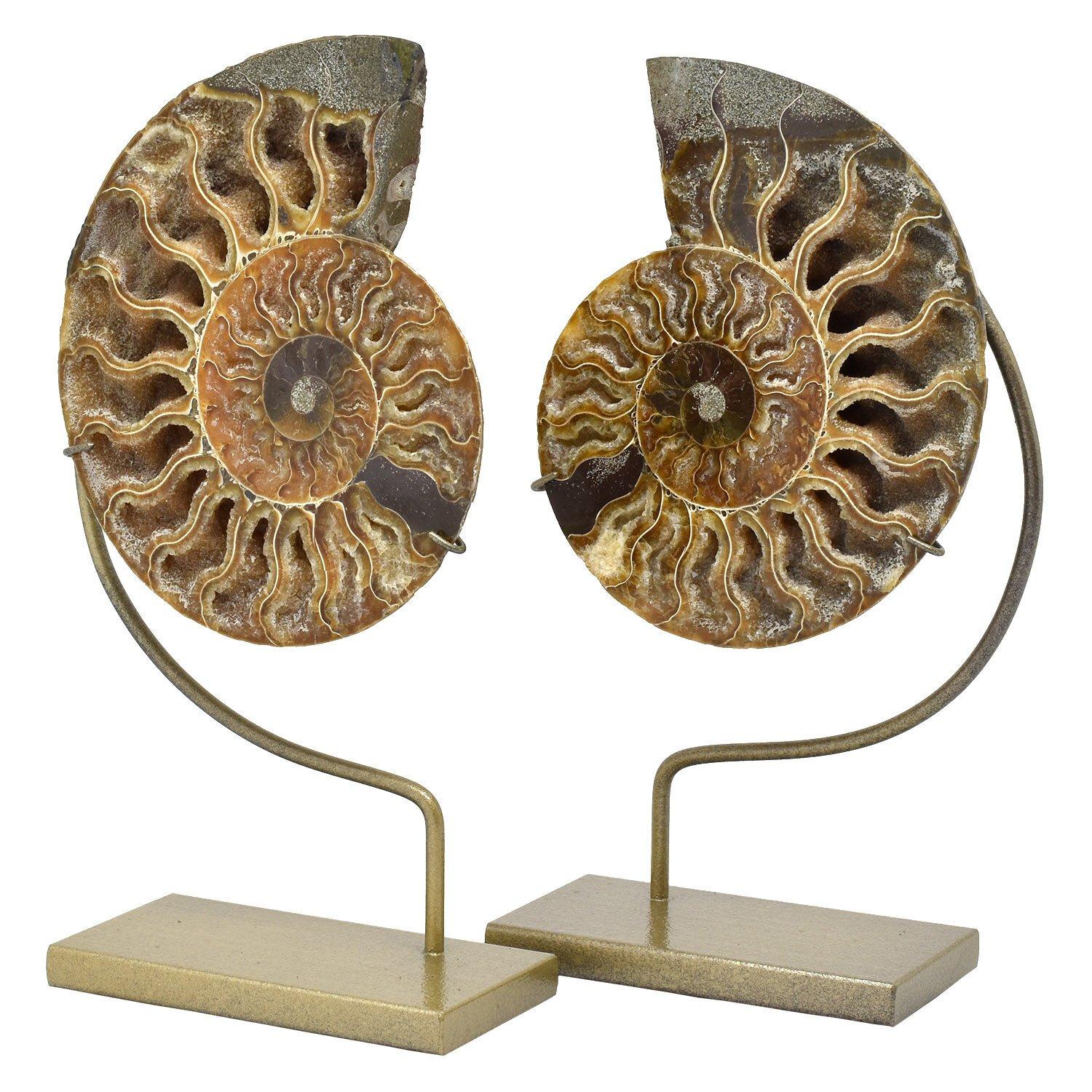 Other Matched Pair Split Ammonite Fossil Set Mineral Specimen For Sale