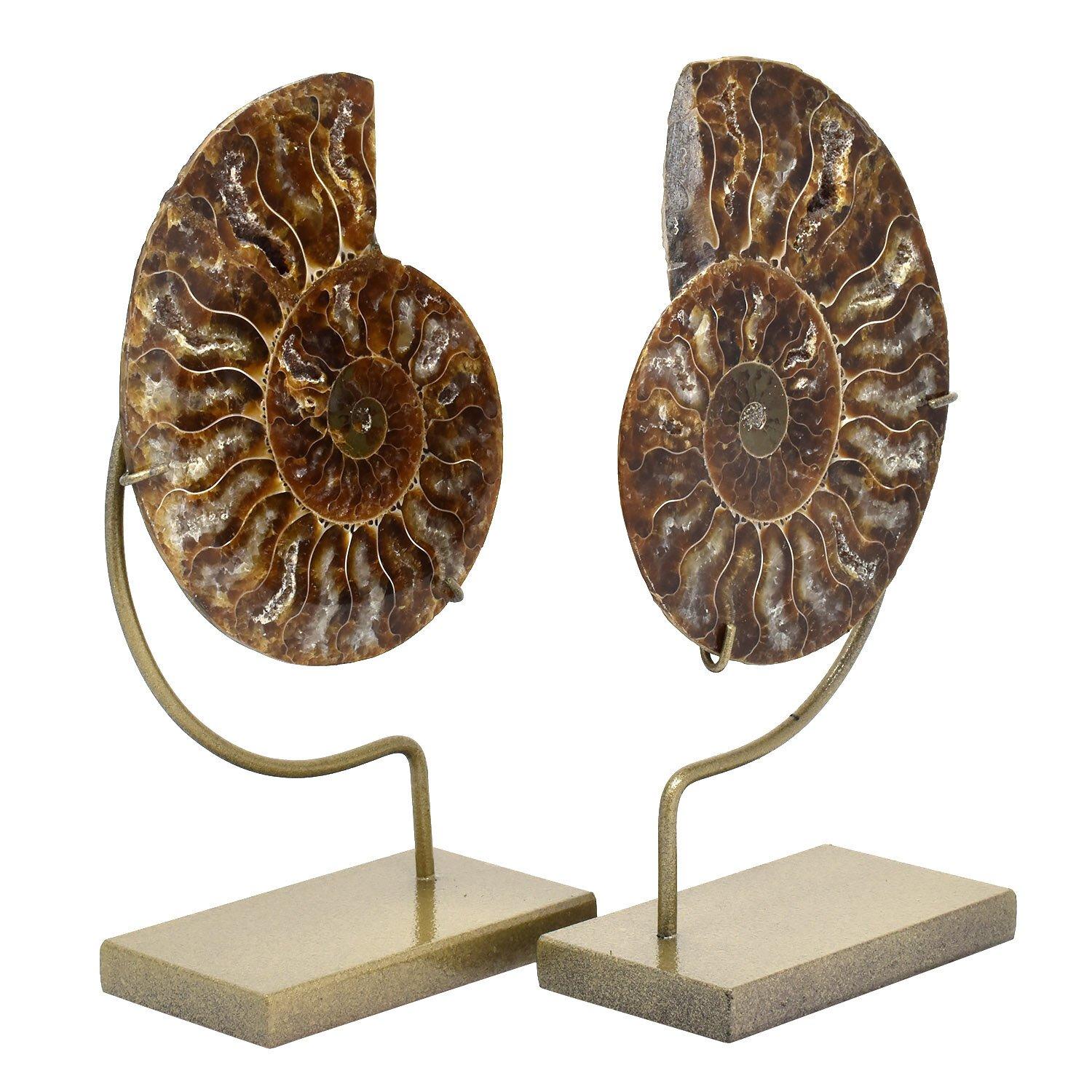 Other Matched Pair Split Ammonite Fossil Set Mineral Specimen For Sale