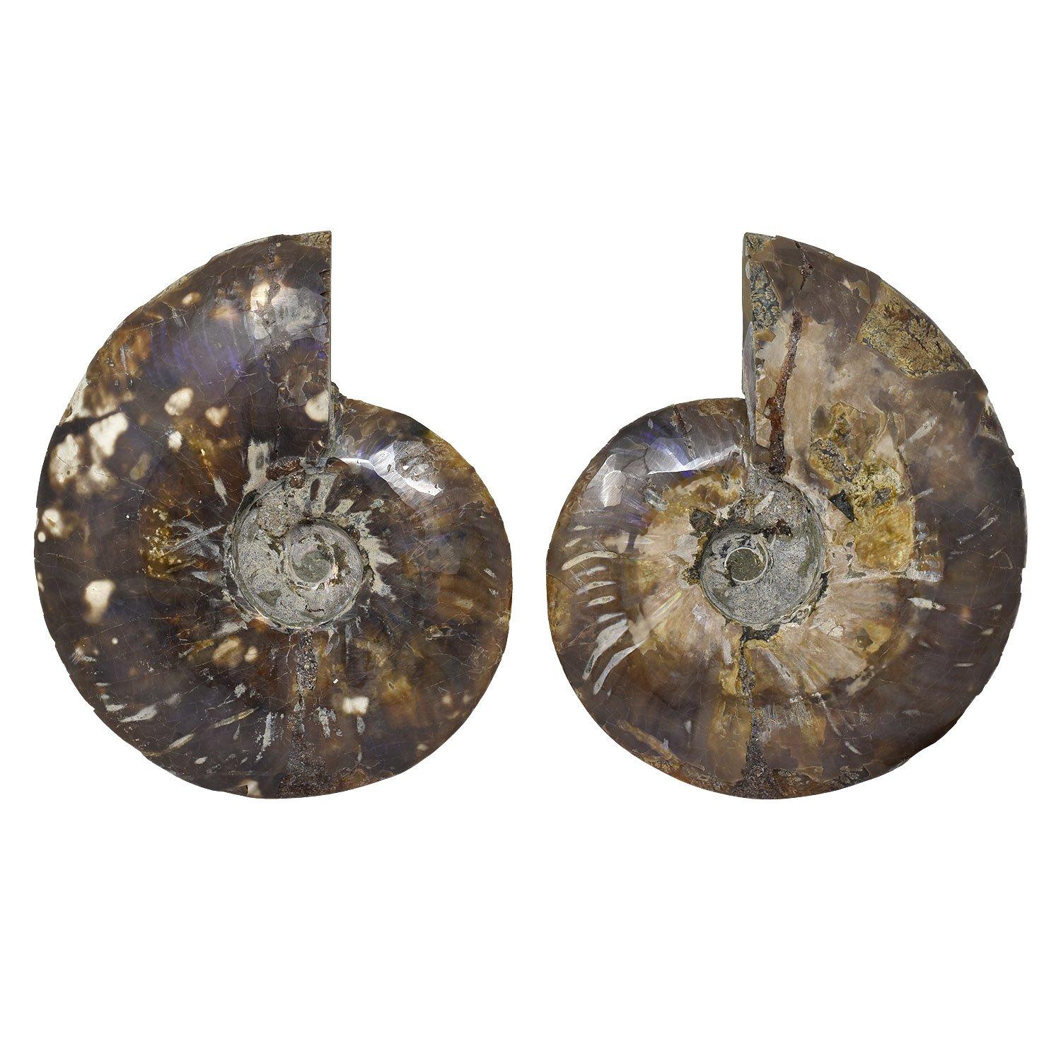 Malagasy Large 8 Inch Ammonite Specimen Cut Polished and Mounted Fossil For Sale