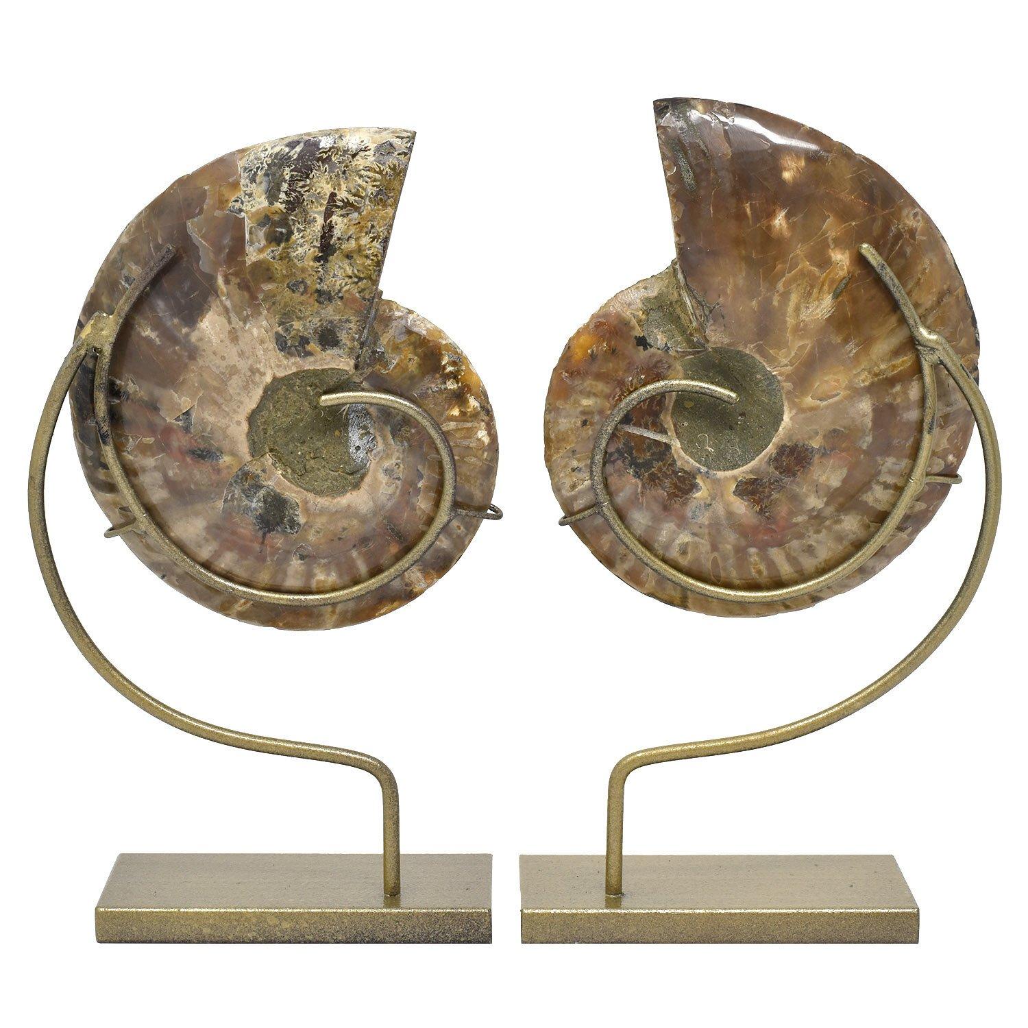 Malagasy Matched Pair Split Ammonite Fossil Set Mineral Specimen For Sale