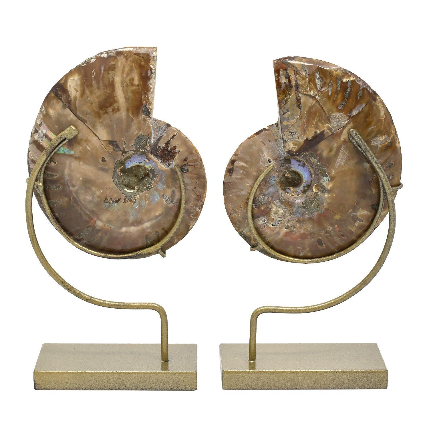 Passendes Paar geteiltes Ammonit- Fossil- Mineralexemplar aus Fossil (Madagassisch) im Angebot