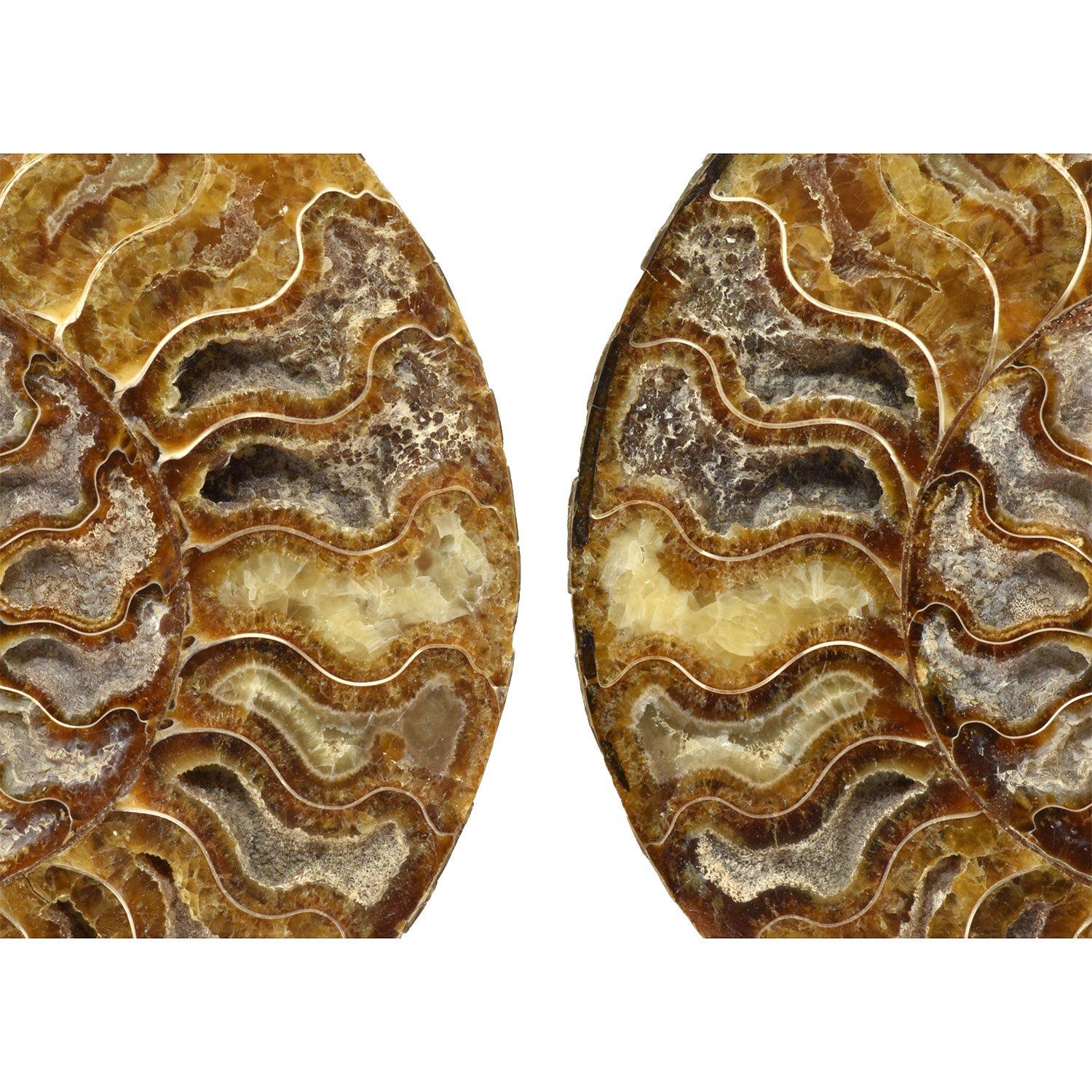 Large 8 Inch Ammonite Specimen Cut Polished and Mounted Fossil In Good Condition For Sale In Point Richmond, CA