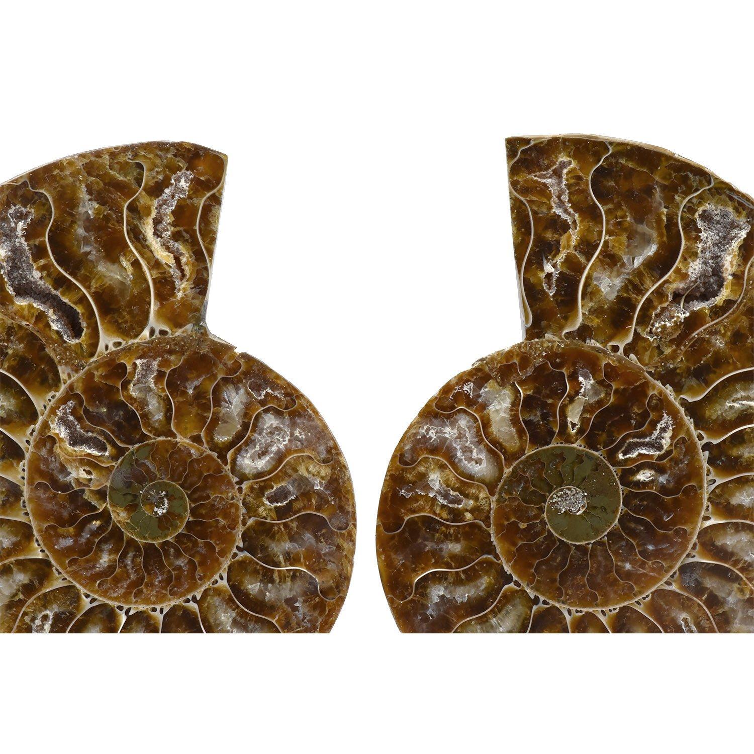 Matched Pair Split Ammonite Fossil Set Mineral Specimen In Good Condition For Sale In Point Richmond, CA