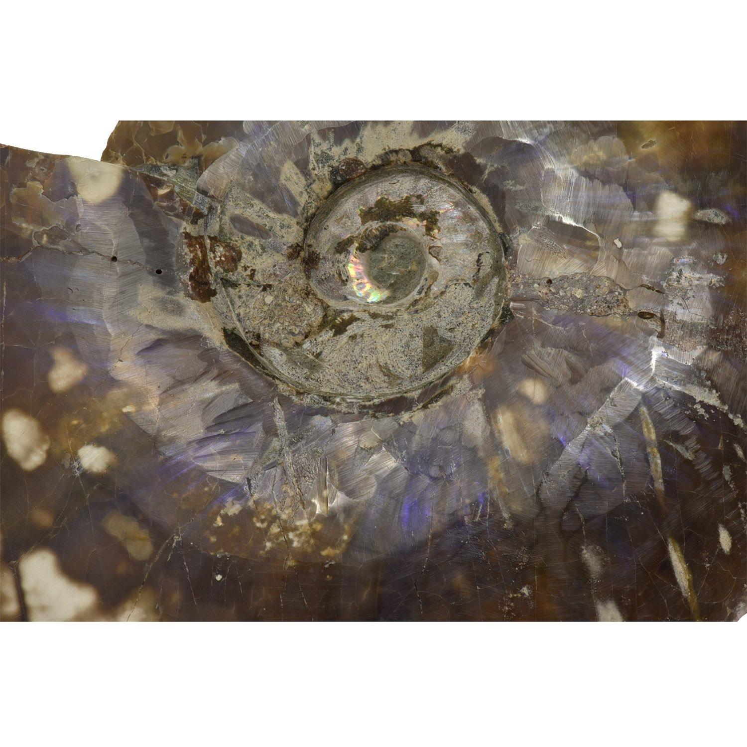 Large 8 Inch Ammonite Specimen Cut Polished and Mounted Fossil For Sale 2