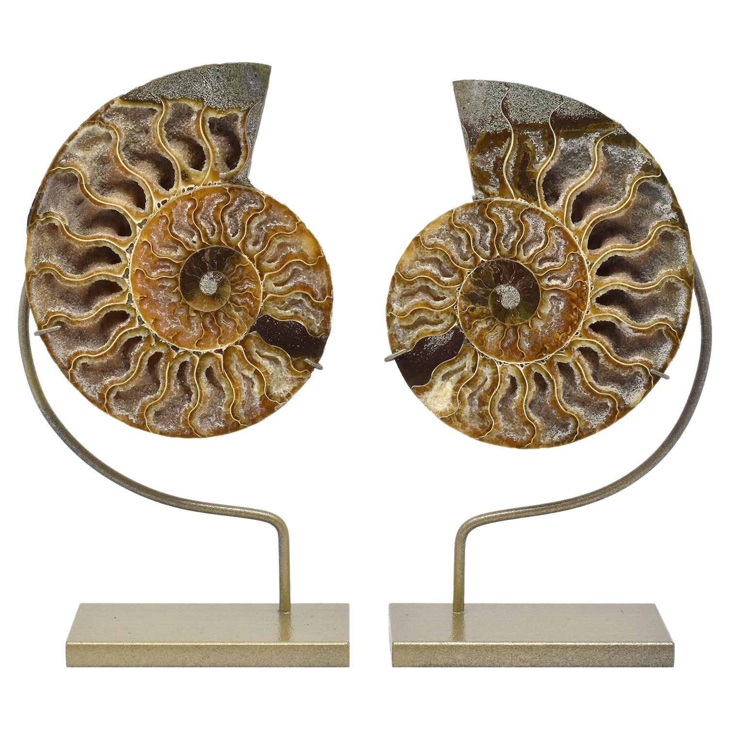 Matched Pair Split Ammonite Fossil Set Mineral Specimen