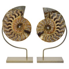 Matched Pair Split Ammonite Fossil Set Mineral Specimen