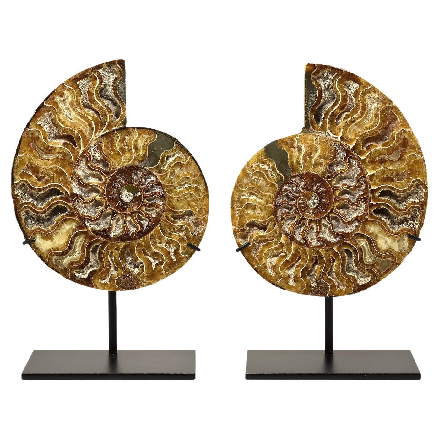 Large 8 Inch Ammonite Specimen Cut Polished and Mounted Fossil For Sale