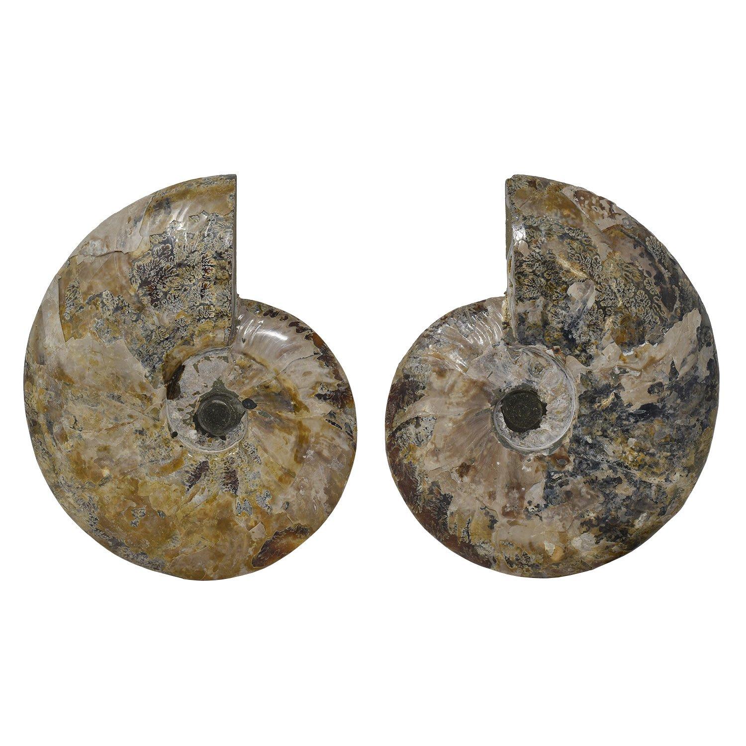 Jurassic - Cretaceous Period, 200 - 145 million years old

Dimensions: 8 × 6.25 × 0.75 in. / 20 × 16 × 2 cm

Dimensions on custom display stands: 10.5 × 5.5 × 3.5 in. / 27 × 14 × 9 cm

Weight: 2.6 lbs / 1.2 kg

An excellent quality split ammonite