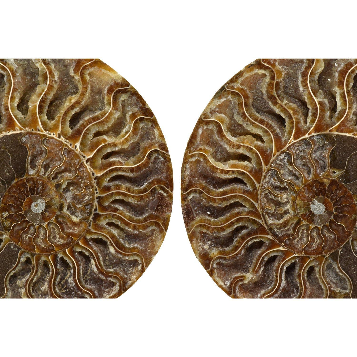 Other Matched Pair Split Ammonite Fossil Set Mineral Specimen #L2L For Sale