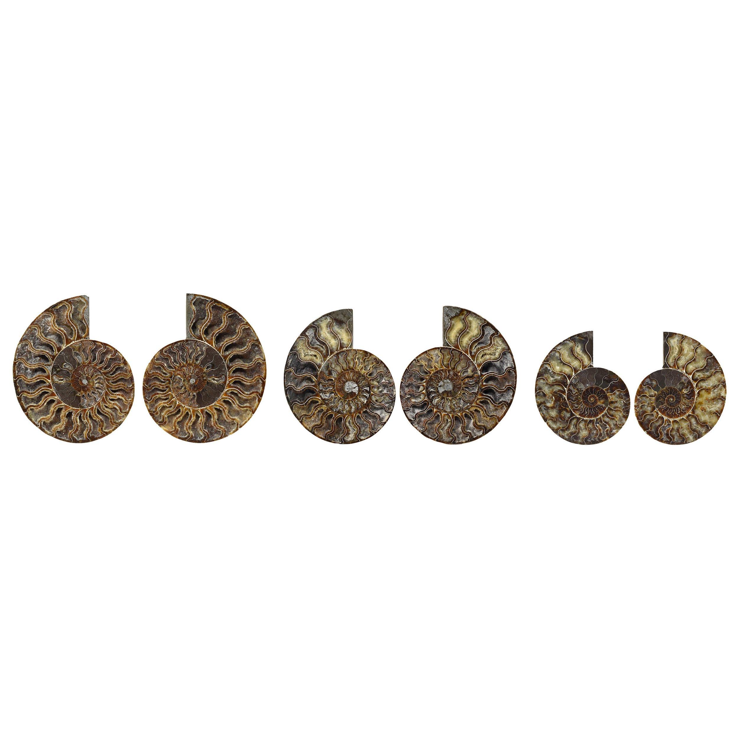 Matched Pair Split Ammonite Fossil Set Mineral Specimen #L2L In Good Condition For Sale In Point Richmond, CA