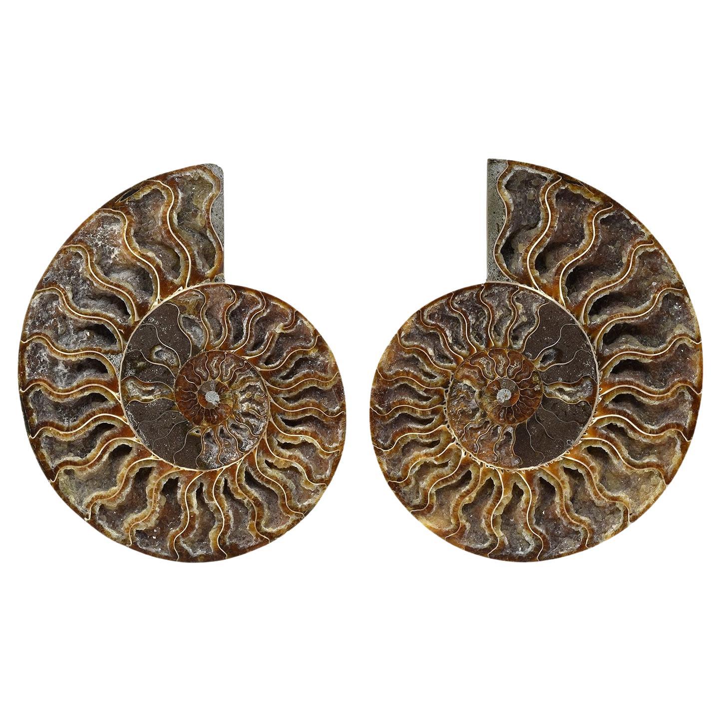 Matched Pair Split Ammonite Fossil Set Mineral Specimen #L2L